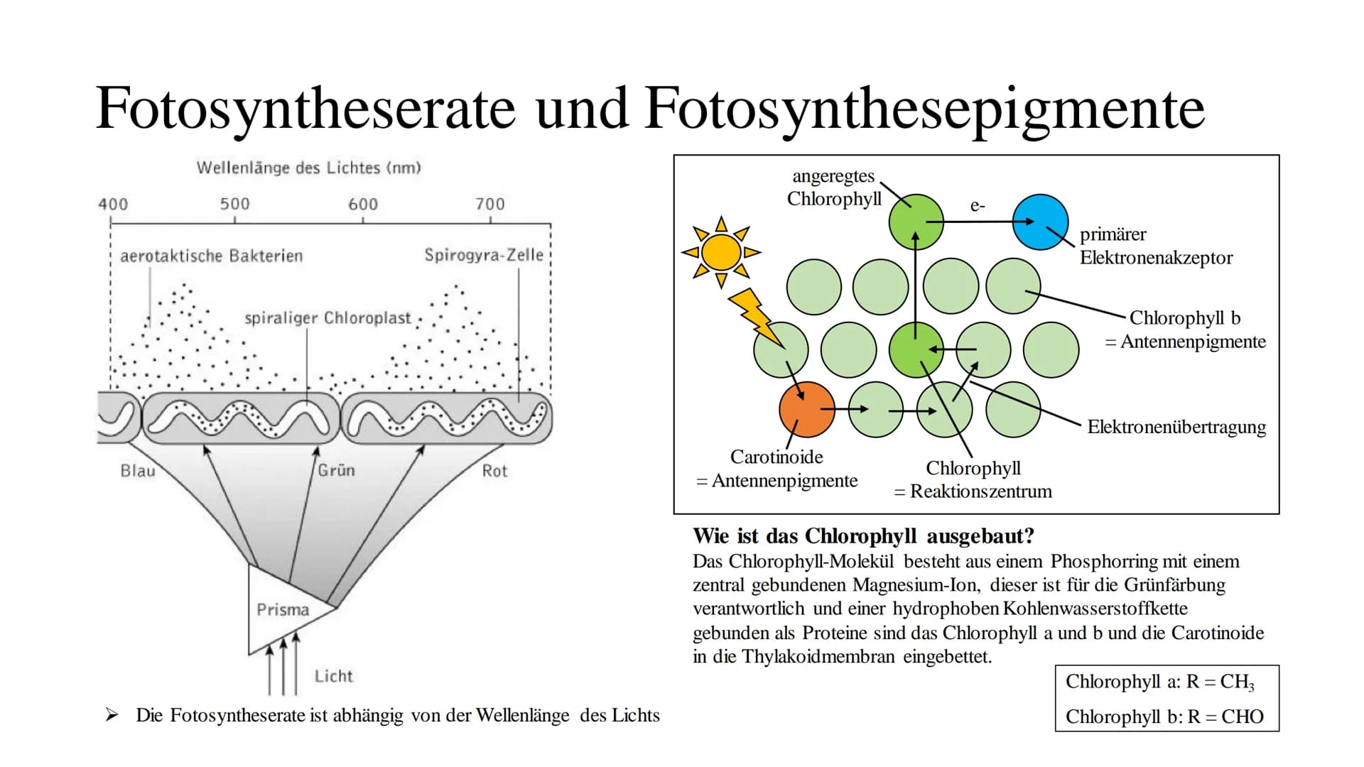 Fotosythese Fotosynthese
Die Fotosynthese ist ein Assimilationsprozess (= aufbauender Prozess)
Die Fotosynthese ist formell die Umkehrung de