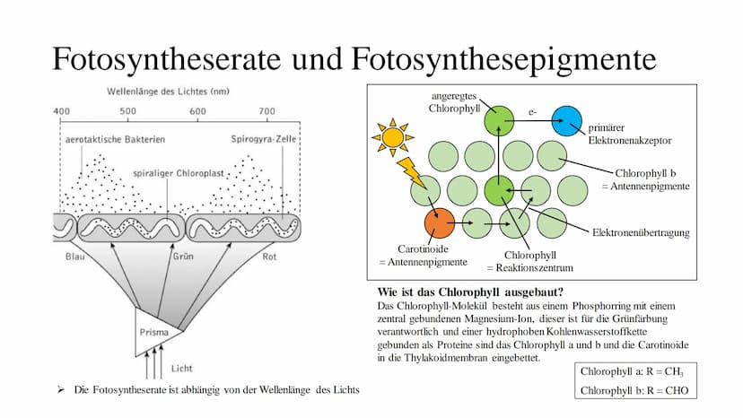 Fotosythese Fotosynthese
Die Fotosynthese ist ein Assimilationsprozess (= aufbauender Prozess)
Die Fotosynthese ist formell die Umkehrung de