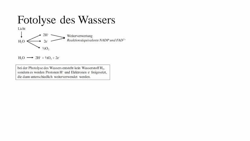 Fotosythese Fotosynthese
Die Fotosynthese ist ein Assimilationsprozess (= aufbauender Prozess)
Die Fotosynthese ist formell die Umkehrung de