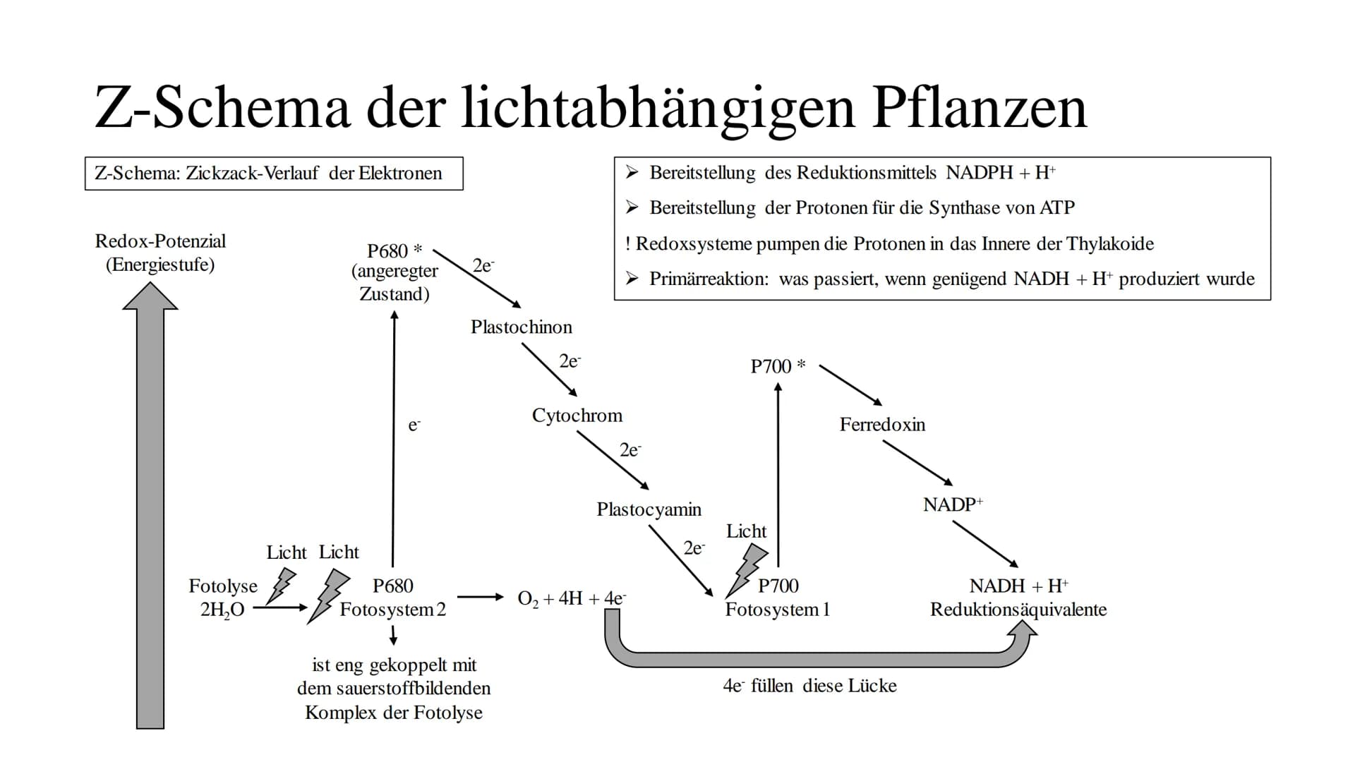 Fotosythese Fotosynthese
Die Fotosynthese ist ein Assimilationsprozess (= aufbauender Prozess)
Die Fotosynthese ist formell die Umkehrung de