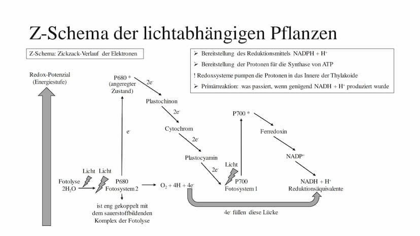 Fotosythese Fotosynthese
Die Fotosynthese ist ein Assimilationsprozess (= aufbauender Prozess)
Die Fotosynthese ist formell die Umkehrung de