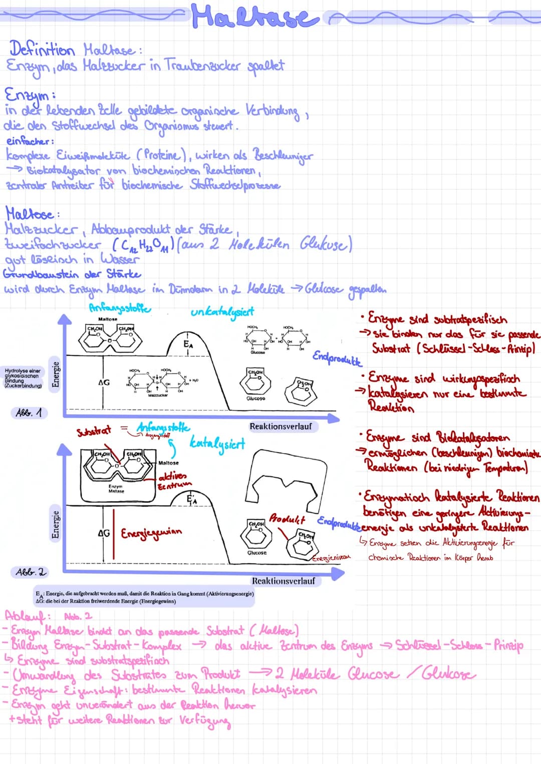 Definition Maltase:
Enzym, c
Enegm:
in der lebenden Zelle gebildete organische Verbindung,
die den Stoffwechsel des Organismus steuert.
1, d