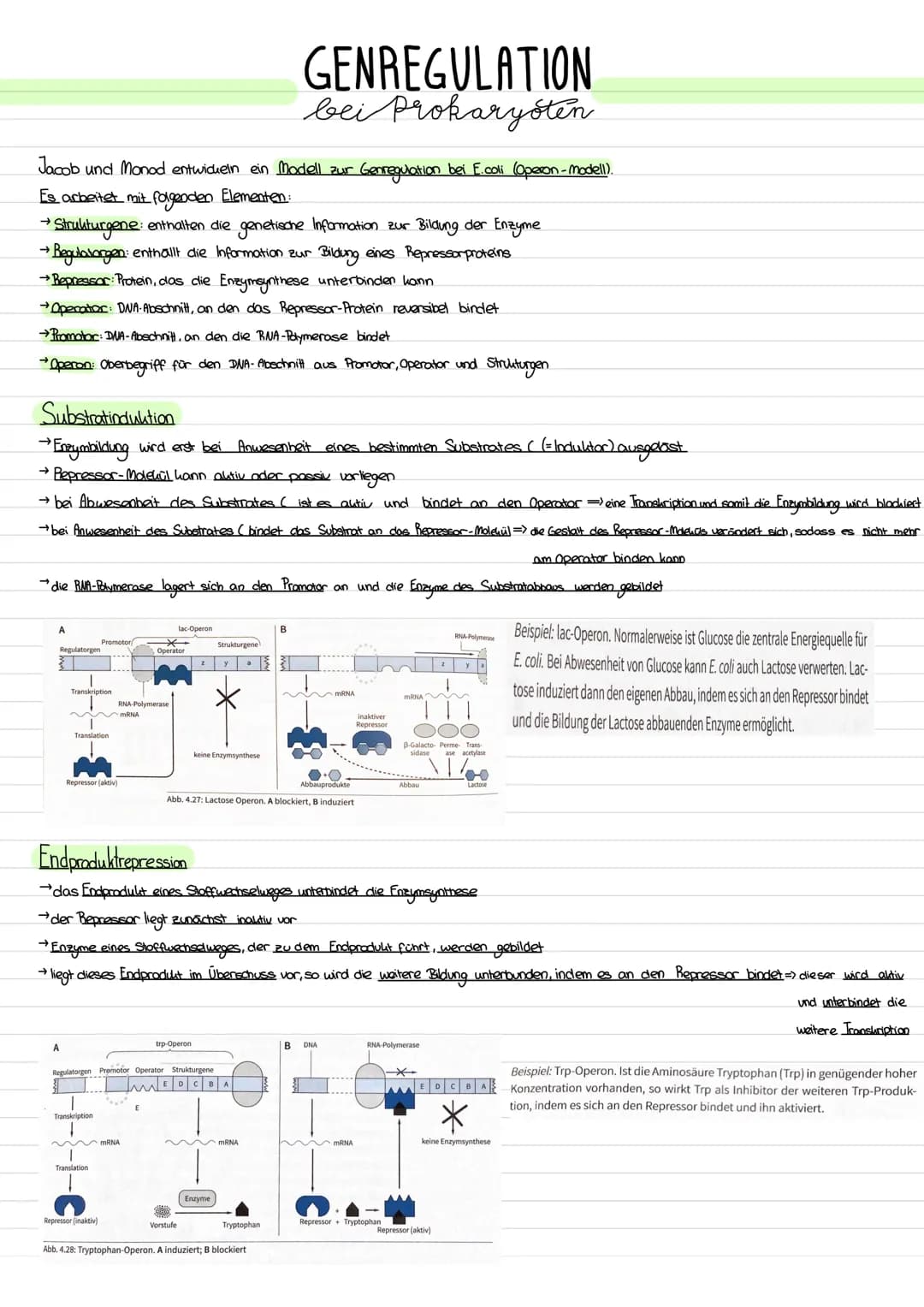 Jacob und Monod entwickeln ein Modell zur • Genregulation bei E.coli (Operon - Modell).
Es arbeitet mit folgenden Elementen:
→ Strukturgene: