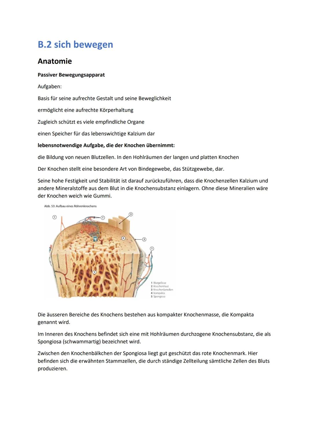 B.2 sich bewegen
Anatomie
Passiver Bewegungsapparat
Aufgaben:
Basis für seine aufrechte Gestalt und seine Beweglichkeit
ermöglicht eine aufr