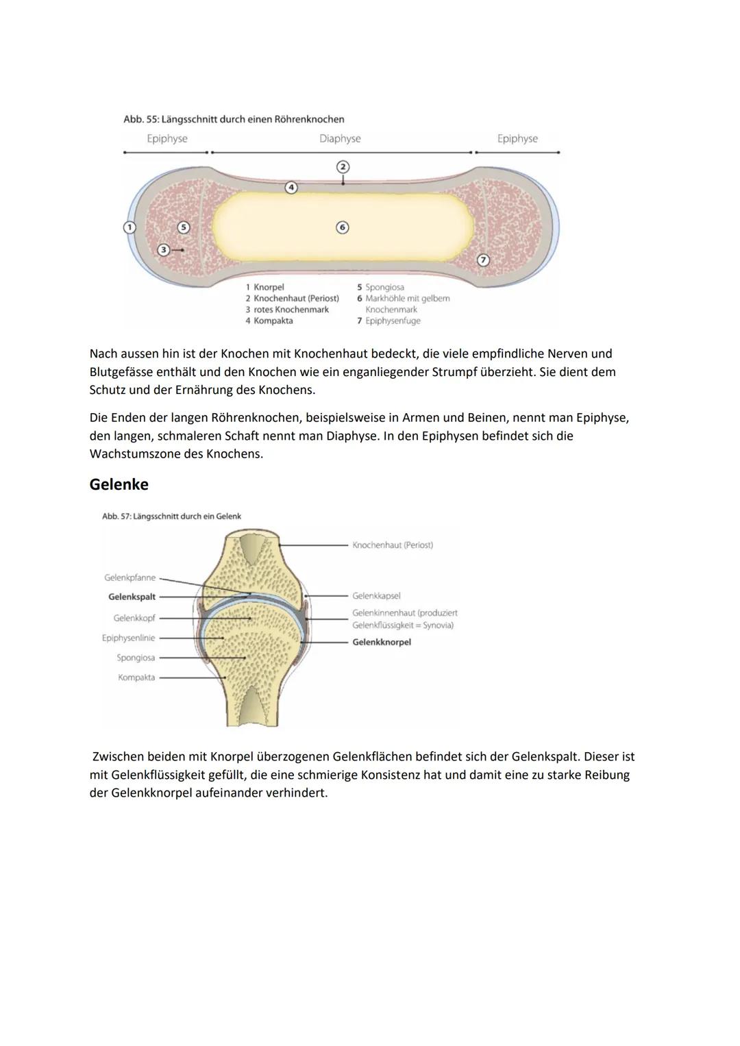 B.2 sich bewegen
Anatomie
Passiver Bewegungsapparat
Aufgaben:
Basis für seine aufrechte Gestalt und seine Beweglichkeit
ermöglicht eine aufr