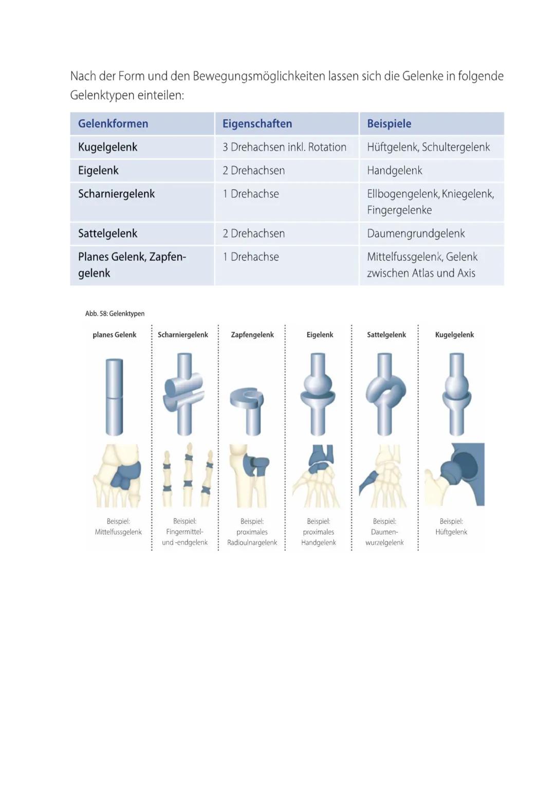 B.2 sich bewegen
Anatomie
Passiver Bewegungsapparat
Aufgaben:
Basis für seine aufrechte Gestalt und seine Beweglichkeit
ermöglicht eine aufr