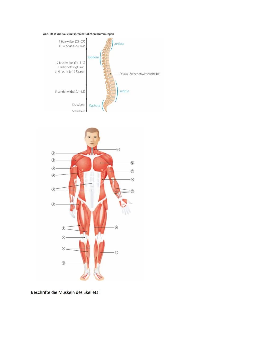 B.2 sich bewegen
Anatomie
Passiver Bewegungsapparat
Aufgaben:
Basis für seine aufrechte Gestalt und seine Beweglichkeit
ermöglicht eine aufr