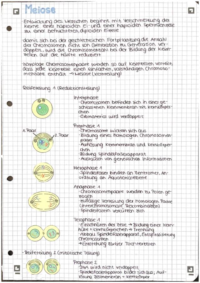 Know Meiose thumbnail