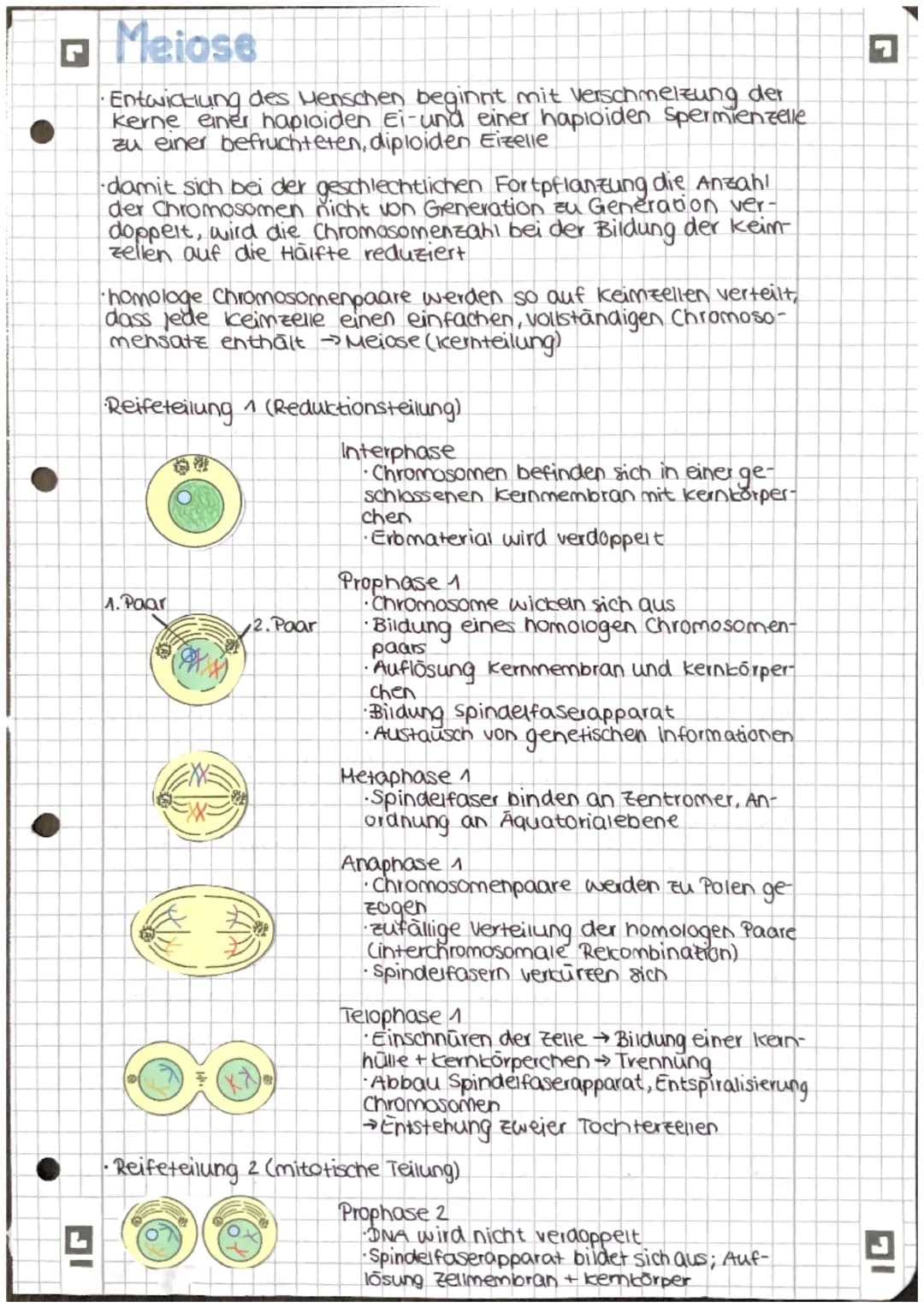 Meiose
•Entwicklung des Menschen beginnt mit verschmelzung der
kerne einer haploiden Ei-und einer haploiden Spermienzelle
zu einer befruchte
