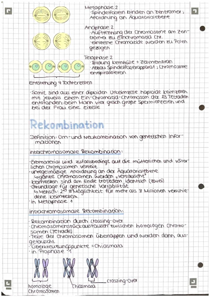 Meiose
•Entwicklung des Menschen beginnt mit verschmelzung der
kerne einer haploiden Ei-und einer haploiden Spermienzelle
zu einer befruchte