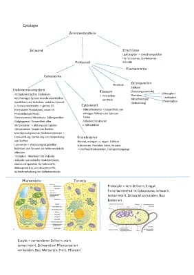 Know Cytologie thumbnail