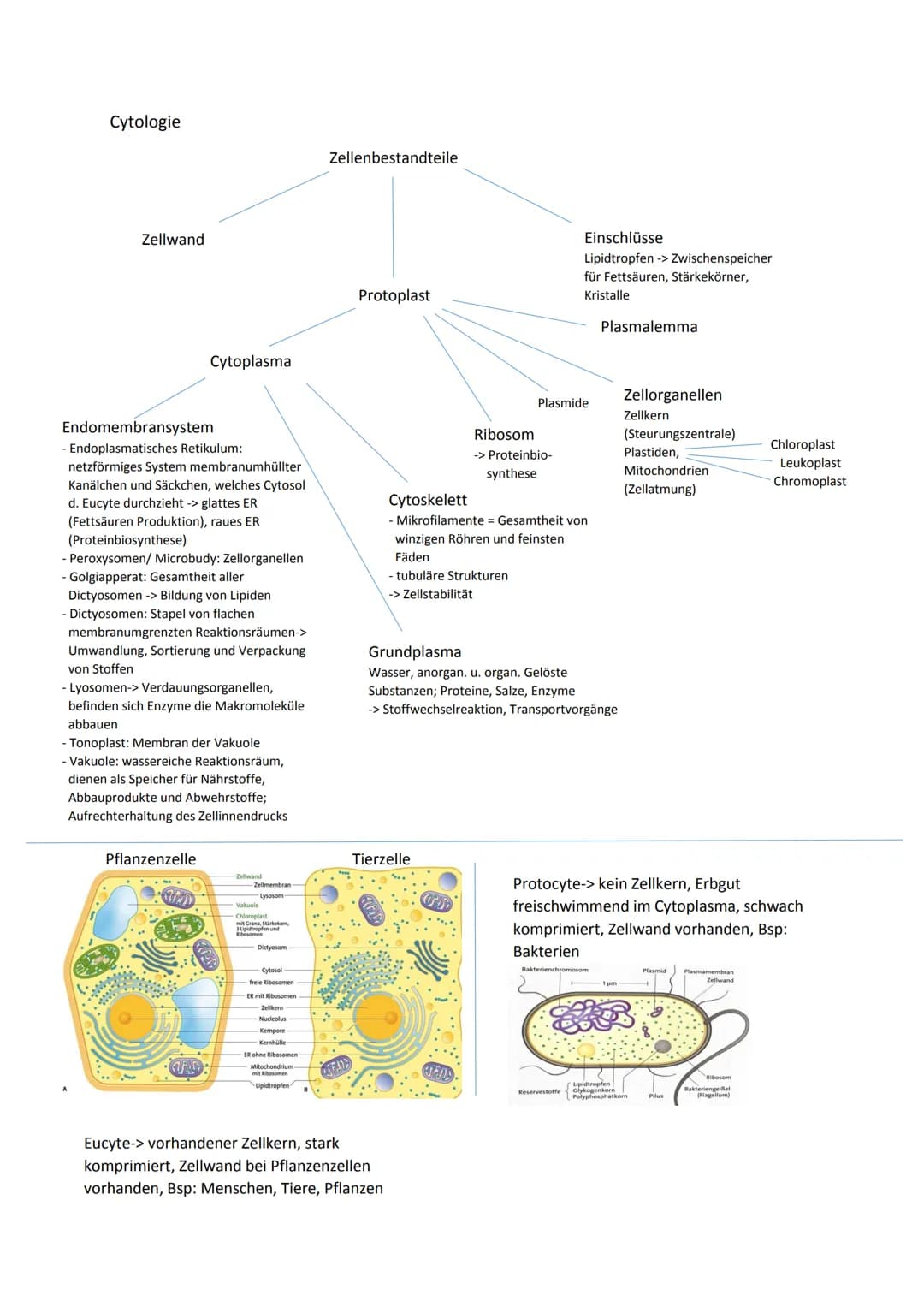 Cytologie
Zellwand
Endomembransystem
- Endoplasmatisches Retikulum:
netzförmiges System membranumhüllter
Kanälchen und Säckchen, welches Cyt