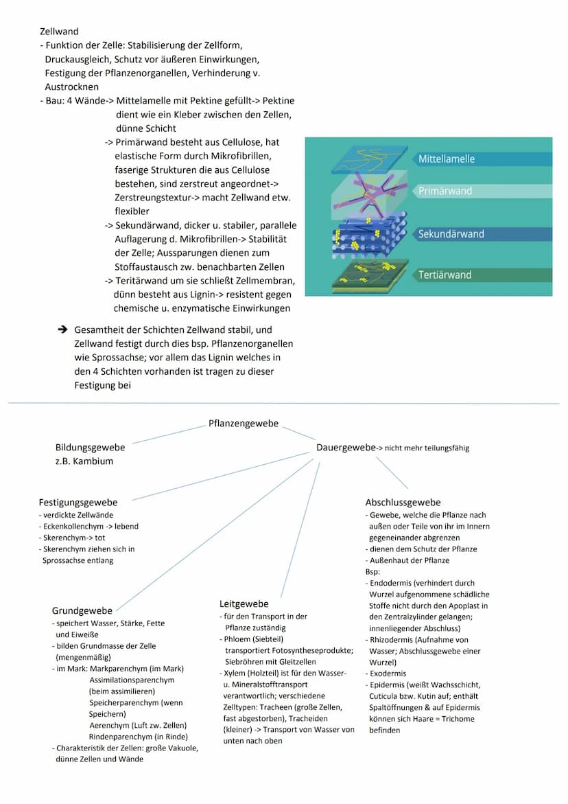 Cytologie
Zellwand
Endomembransystem
- Endoplasmatisches Retikulum:
netzförmiges System membranumhüllter
Kanälchen und Säckchen, welches Cyt