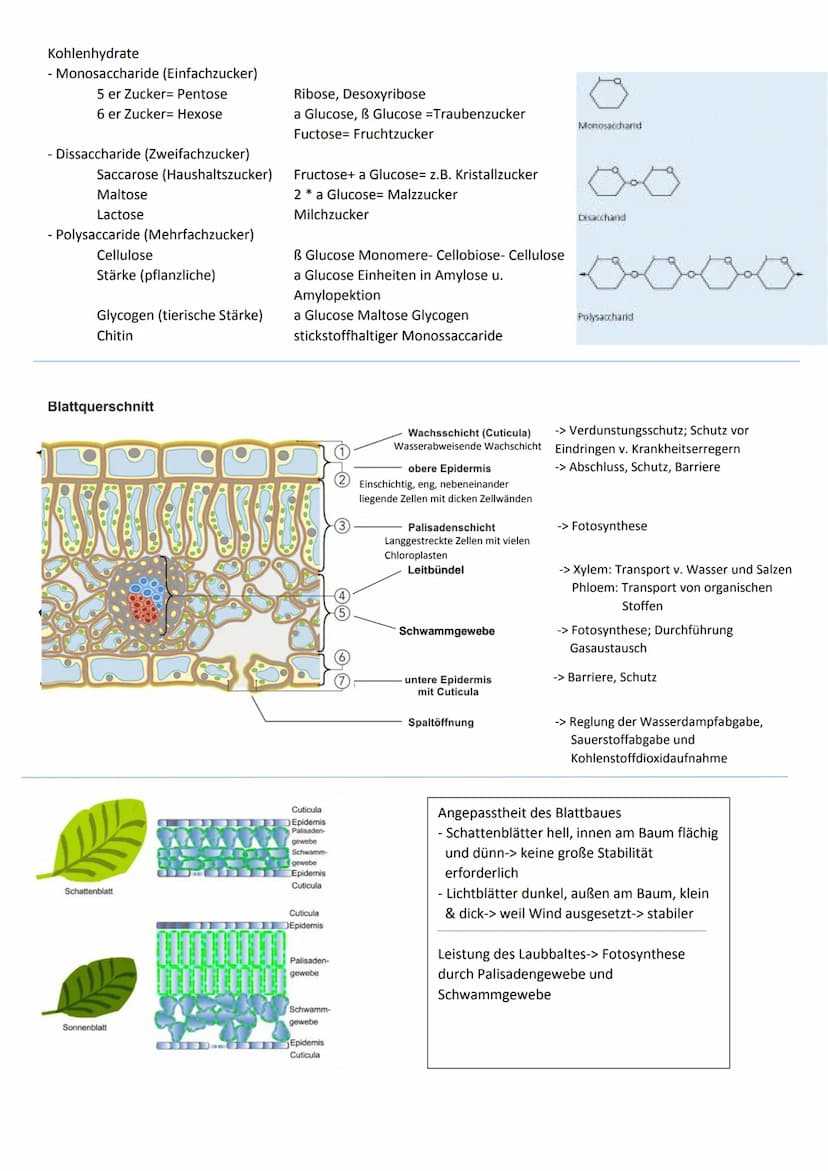 Cytologie
Zellwand
Endomembransystem
- Endoplasmatisches Retikulum:
netzförmiges System membranumhüllter
Kanälchen und Säckchen, welches Cyt