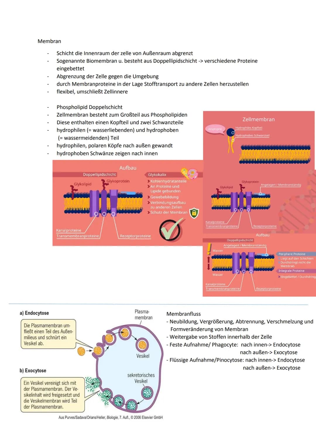 Cytologie
Zellwand
Endomembransystem
- Endoplasmatisches Retikulum:
netzförmiges System membranumhüllter
Kanälchen und Säckchen, welches Cyt