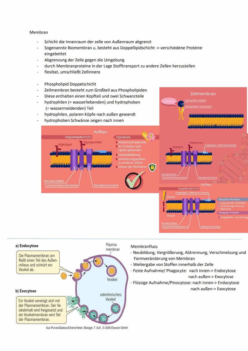 Cytologie
Zellwand
Endomembransystem
- Endoplasmatisches Retikulum:
netzförmiges System membranumhüllter
Kanälchen und Säckchen, welches Cyt