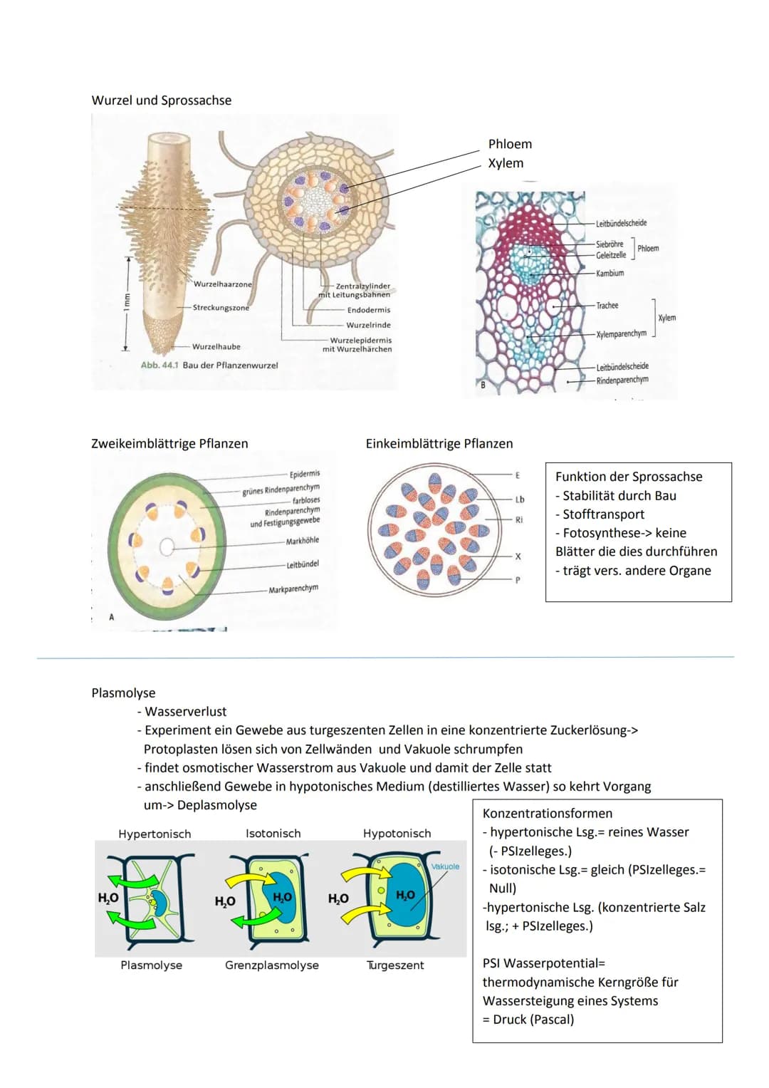 Cytologie
Zellwand
Endomembransystem
- Endoplasmatisches Retikulum:
netzförmiges System membranumhüllter
Kanälchen und Säckchen, welches Cyt