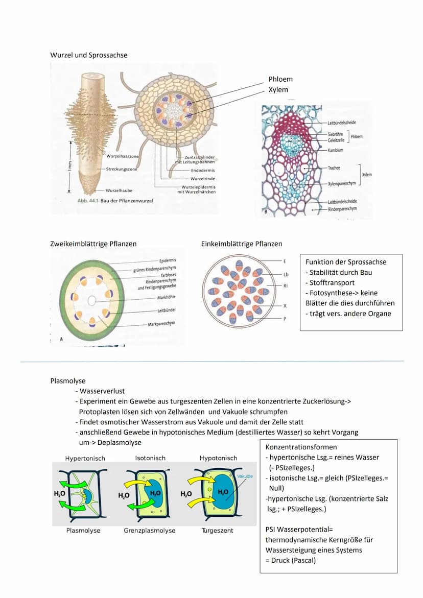 Cytologie
Zellwand
Endomembransystem
- Endoplasmatisches Retikulum:
netzförmiges System membranumhüllter
Kanälchen und Säckchen, welches Cyt