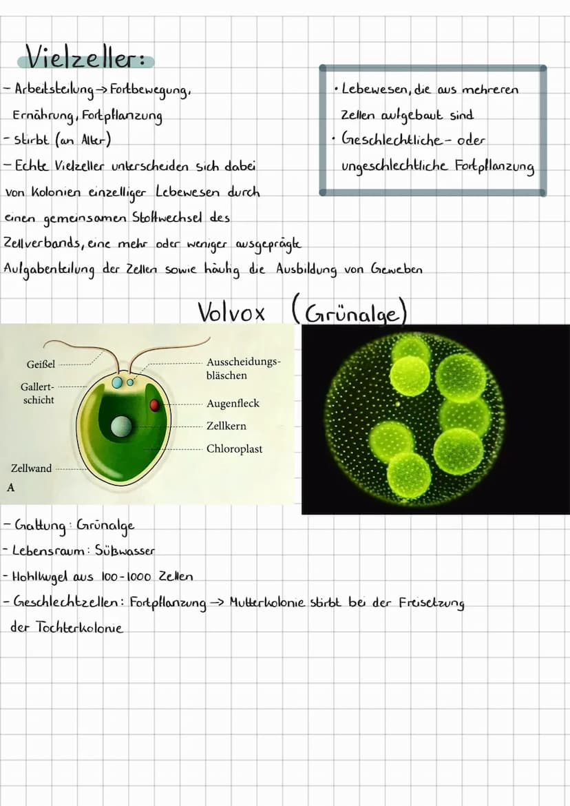 Einzeller:
→ Sind meistens Bakterien, Pilze und Algen.
-> unterteilen sich in prokaryotische Zellen
bu
› Kein echter Zellkern
L> DNA ist fre