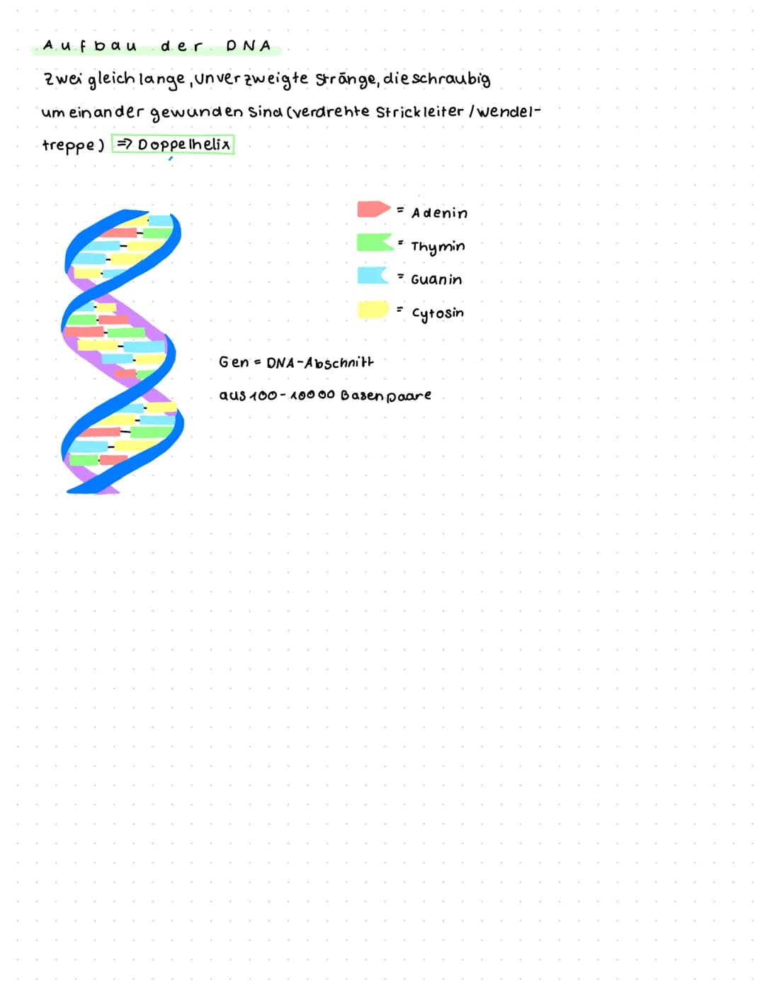 Aufbau der DNA
Zwei gleich lange, unverzweigte Strange, die schraubig
um ein ander gewunden sind (verdrehte Strickleiter /wendel-
Doppelheli