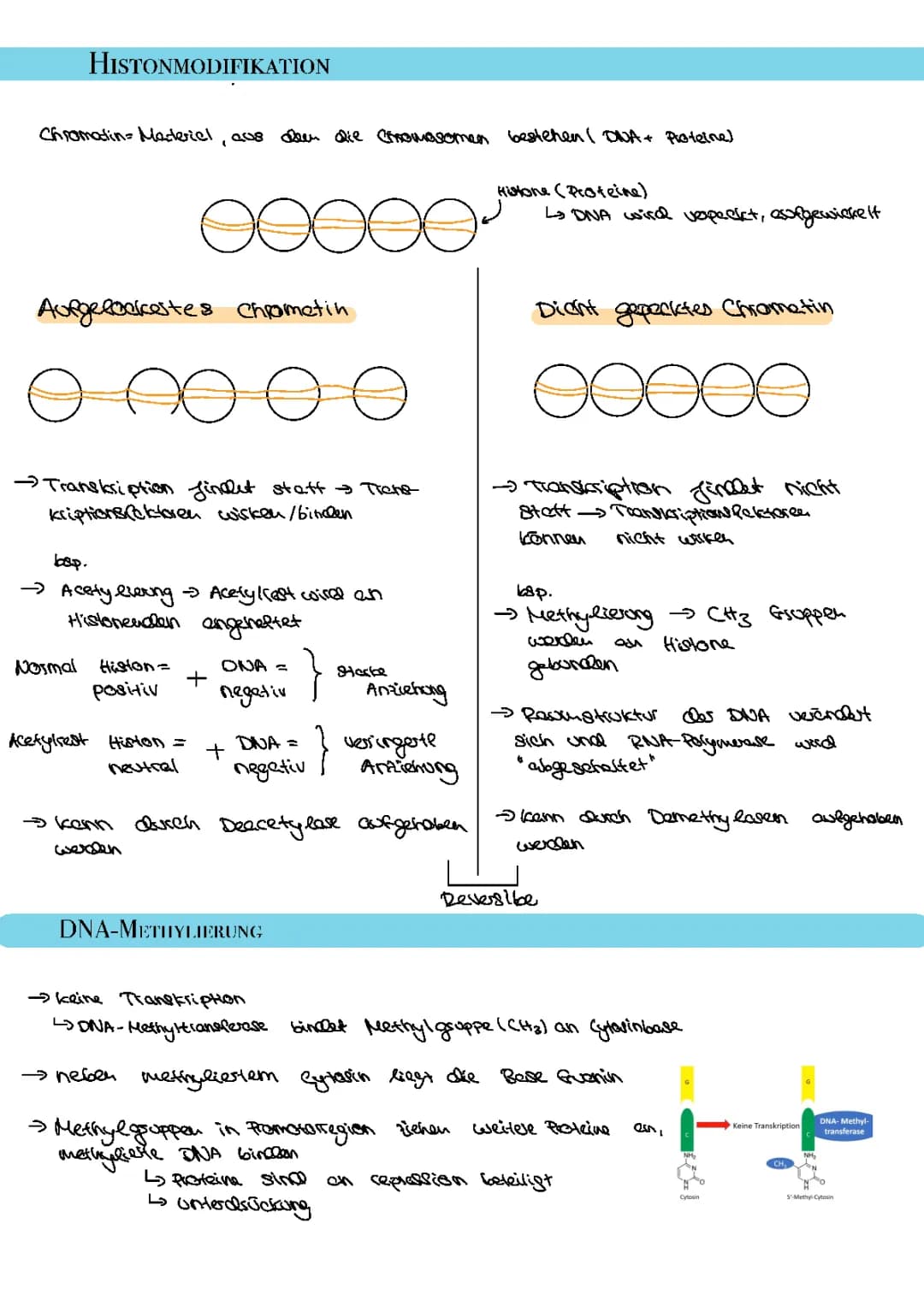 Genregulation