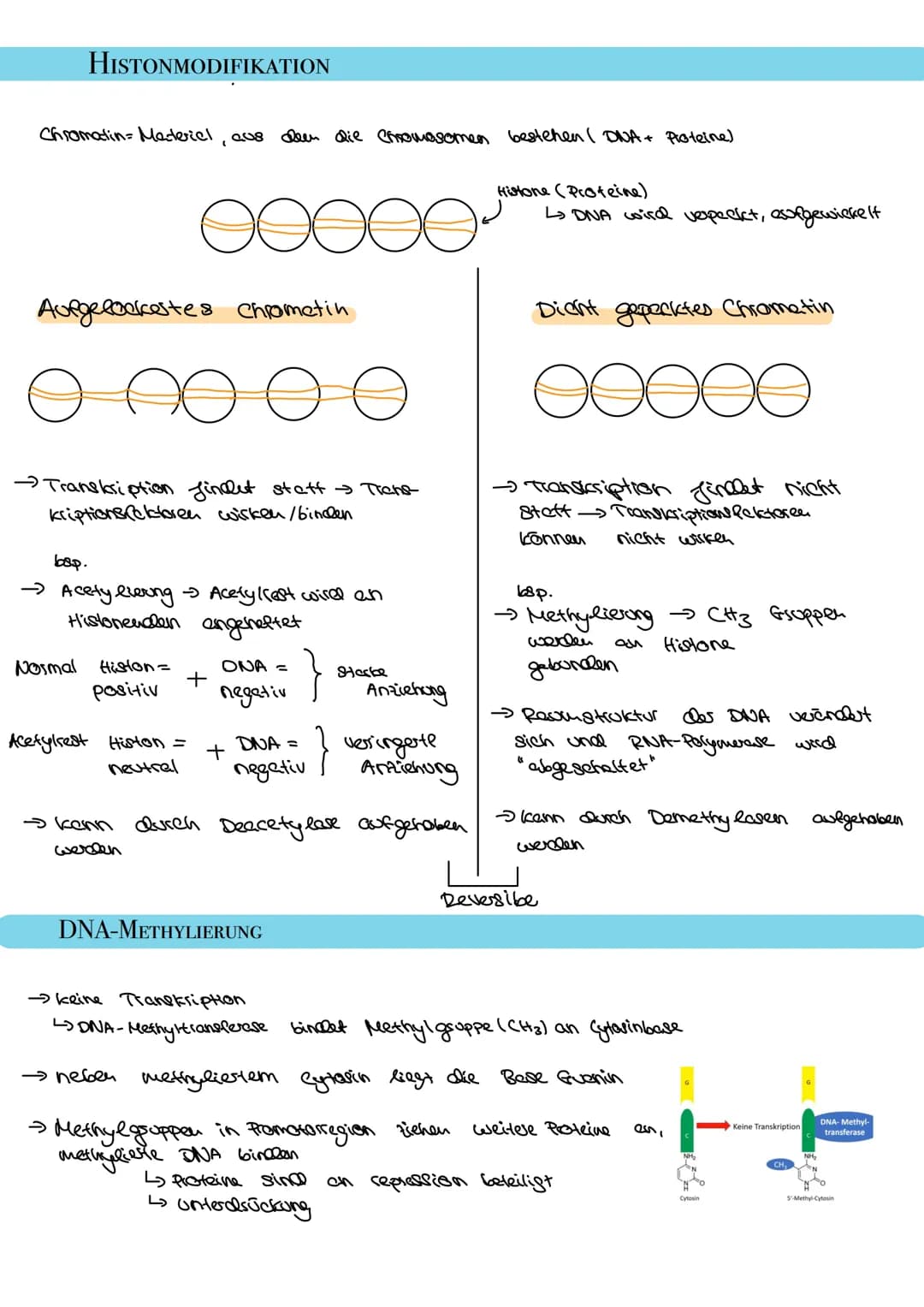 HISTONMODIFIKATION
Chromadin- Material, aus deen die chromosomen bestehen ( DNA + Proteine)
Aufgelockestes chrometin
Ө
→Transkription findet
