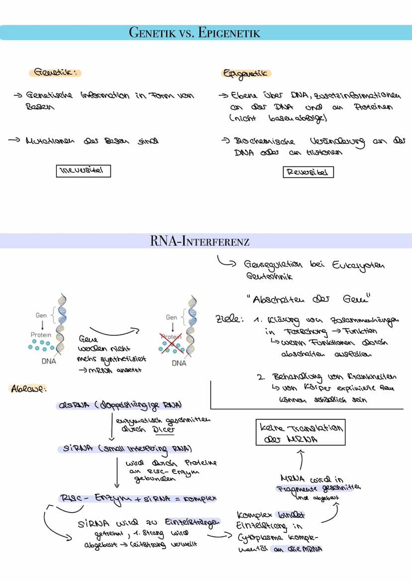 HISTONMODIFIKATION
Chromadin- Material, aus deen die chromosomen bestehen ( DNA + Proteine)
Aufgelockestes chrometin
Ө
→Transkription findet