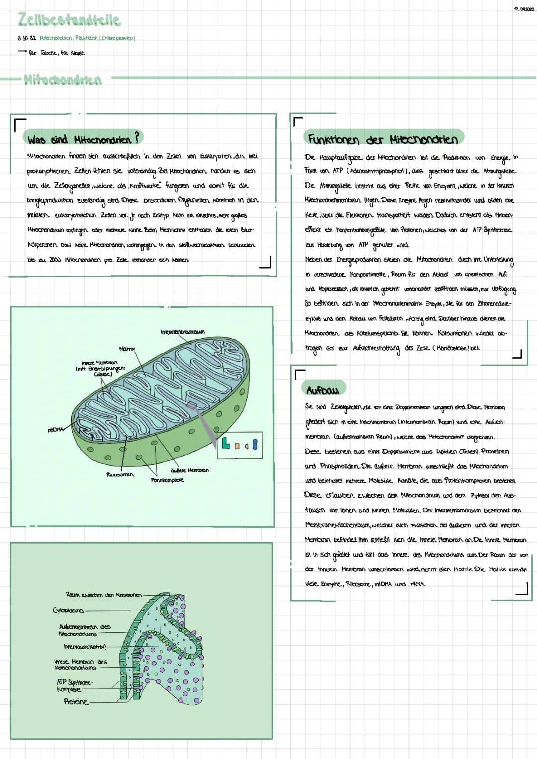 Mitochondrien/ Plastide