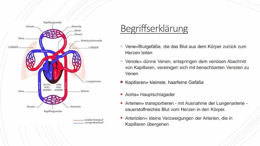 Herz und Kreislauf-
Anatomie Inhaltsverzeichnis
Lage und Aufbau des Herzens
Herzhälften und Herzkammern
1.
2.
3. Die vier Herzklappen
4. Aor