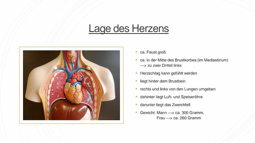 Herz und Kreislauf-
Anatomie Inhaltsverzeichnis
Lage und Aufbau des Herzens
Herzhälften und Herzkammern
1.
2.
3. Die vier Herzklappen
4. Aor