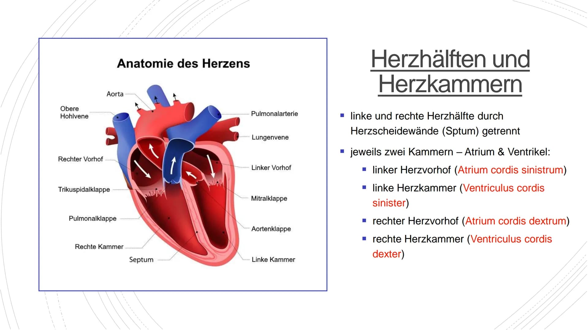 Herz und Kreislauf-
Anatomie Inhaltsverzeichnis
Lage und Aufbau des Herzens
Herzhälften und Herzkammern
1.
2.
3. Die vier Herzklappen
4. Aor