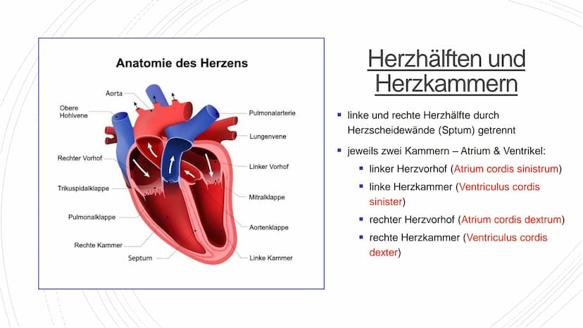 Herz und Kreislauf-
Anatomie Inhaltsverzeichnis
Lage und Aufbau des Herzens
Herzhälften und Herzkammern
1.
2.
3. Die vier Herzklappen
4. Aor