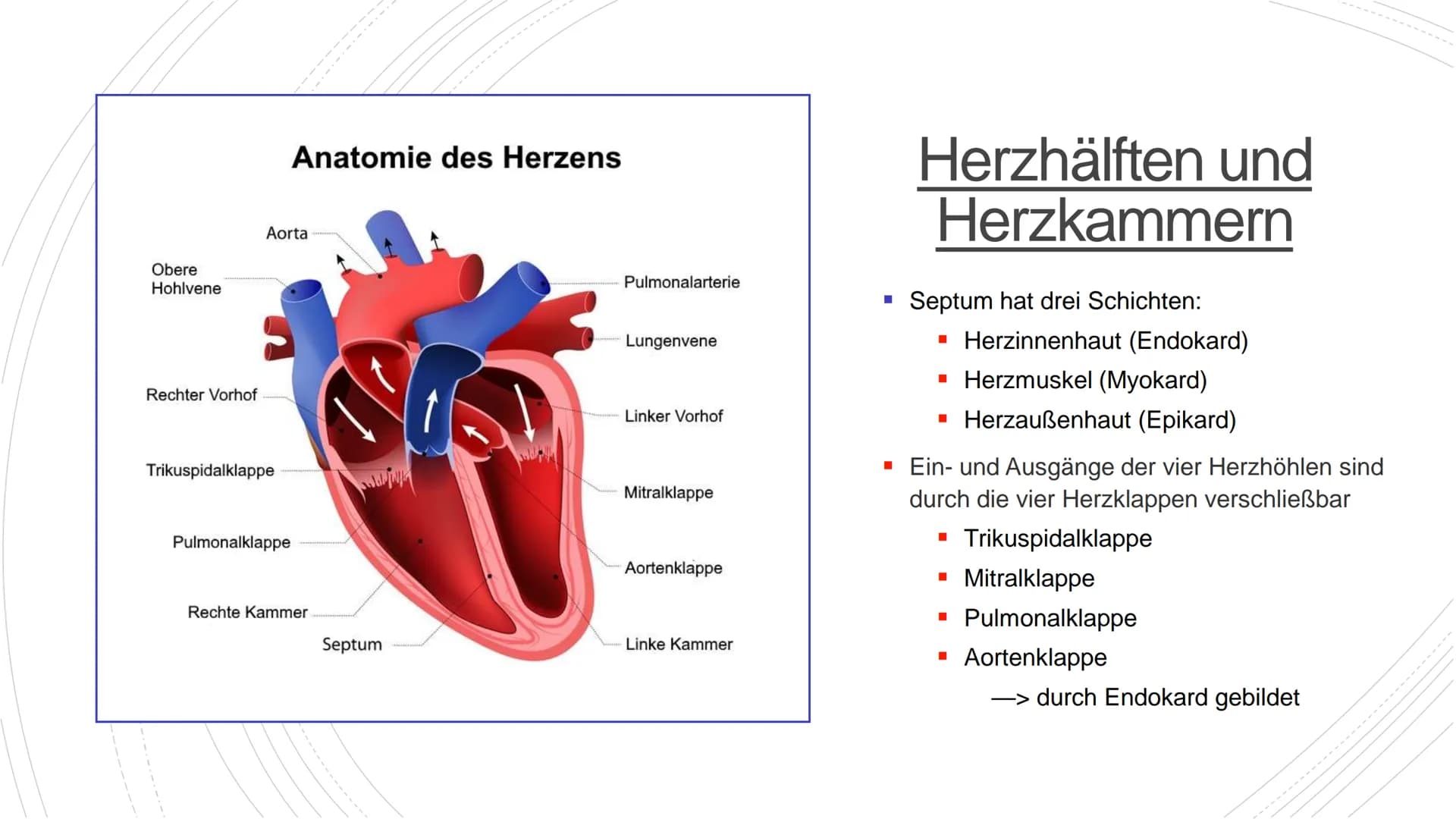 Herz und Kreislauf-
Anatomie Inhaltsverzeichnis
Lage und Aufbau des Herzens
Herzhälften und Herzkammern
1.
2.
3. Die vier Herzklappen
4. Aor
