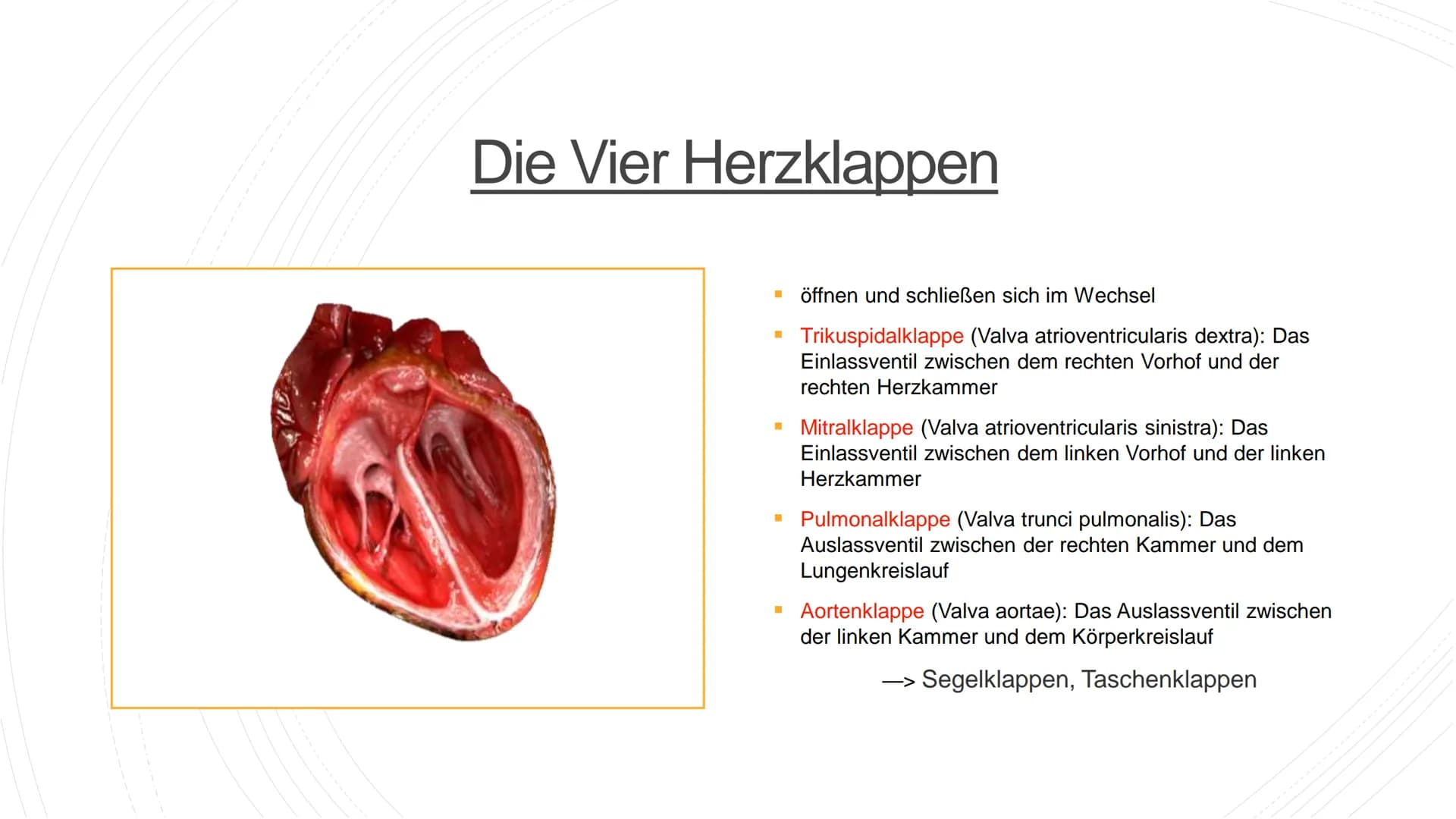 Herz und Kreislauf-
Anatomie Inhaltsverzeichnis
Lage und Aufbau des Herzens
Herzhälften und Herzkammern
1.
2.
3. Die vier Herzklappen
4. Aor
