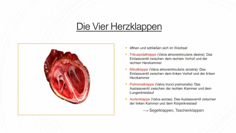 Herz und Kreislauf-
Anatomie Inhaltsverzeichnis
Lage und Aufbau des Herzens
Herzhälften und Herzkammern
1.
2.
3. Die vier Herzklappen
4. Aor