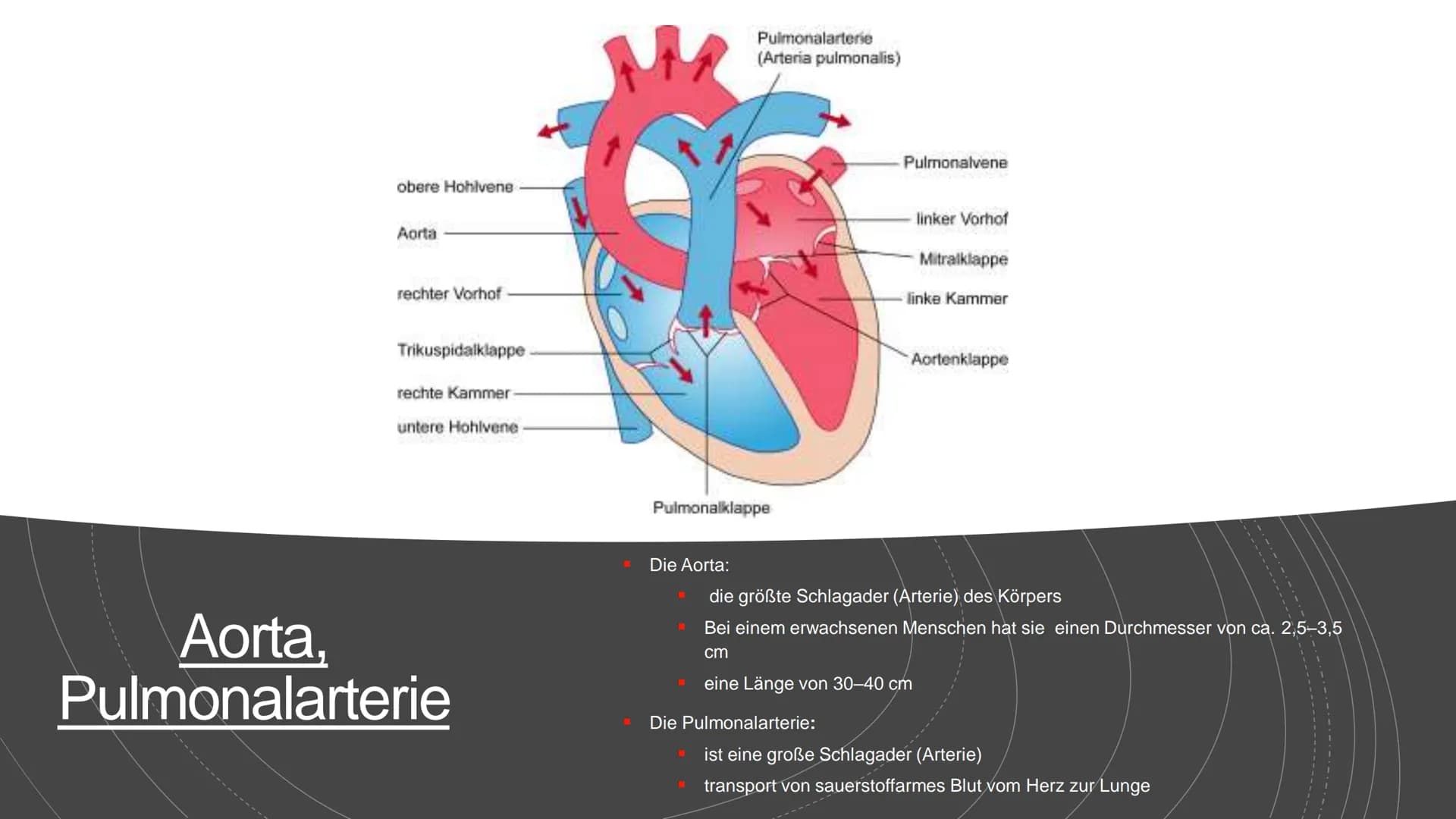 Herz und Kreislauf-
Anatomie Inhaltsverzeichnis
Lage und Aufbau des Herzens
Herzhälften und Herzkammern
1.
2.
3. Die vier Herzklappen
4. Aor