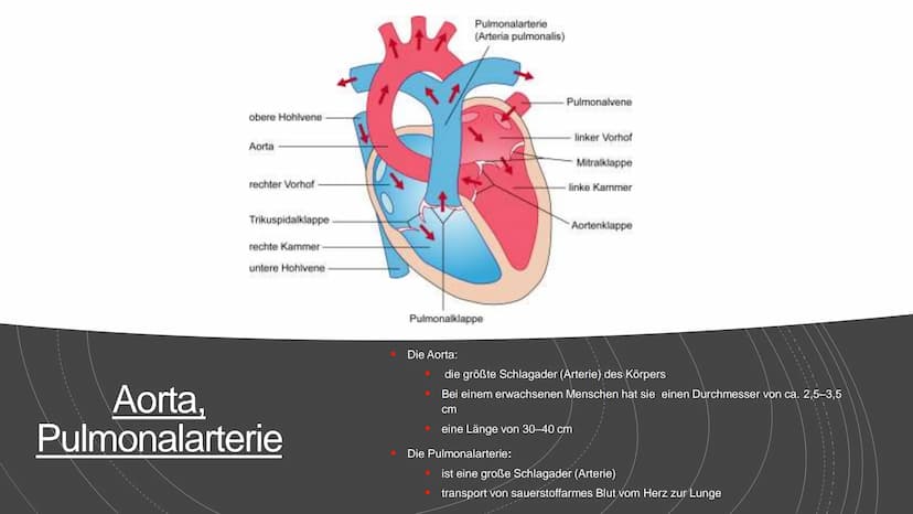 Herz und Kreislauf-
Anatomie Inhaltsverzeichnis
Lage und Aufbau des Herzens
Herzhälften und Herzkammern
1.
2.
3. Die vier Herzklappen
4. Aor