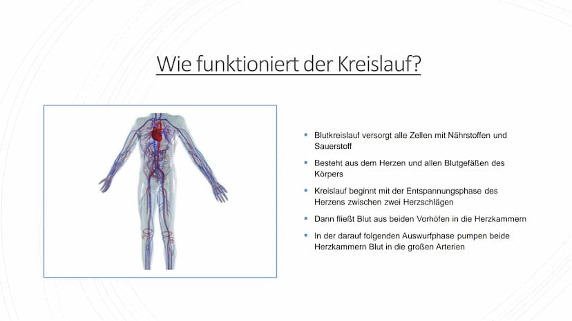 Herz und Kreislauf-
Anatomie Inhaltsverzeichnis
Lage und Aufbau des Herzens
Herzhälften und Herzkammern
1.
2.
3. Die vier Herzklappen
4. Aor