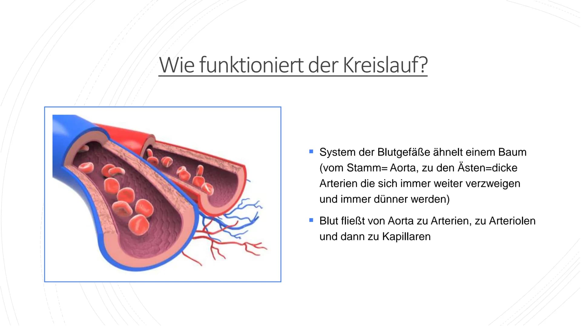 Herz und Kreislauf-
Anatomie Inhaltsverzeichnis
Lage und Aufbau des Herzens
Herzhälften und Herzkammern
1.
2.
3. Die vier Herzklappen
4. Aor
