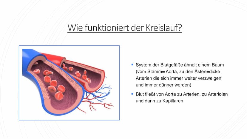 Herz und Kreislauf-
Anatomie Inhaltsverzeichnis
Lage und Aufbau des Herzens
Herzhälften und Herzkammern
1.
2.
3. Die vier Herzklappen
4. Aor