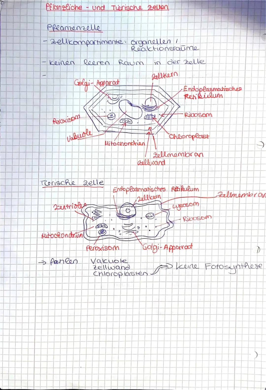 Unterschied Pflanzen- und Tierzelle