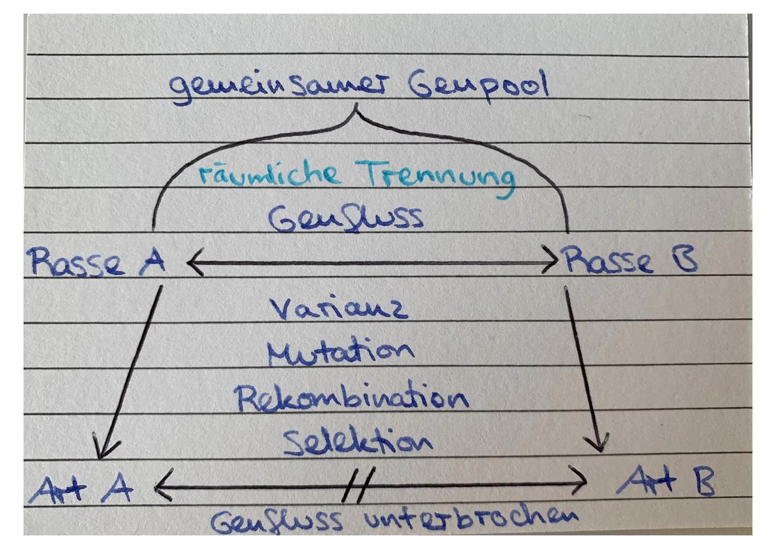 Sympatrische
Artbildung Adaptive
Radiation parapatrische
Atbildung Allopatrische
Artbildung Isolation -Genfluss innerhalb einer Population w