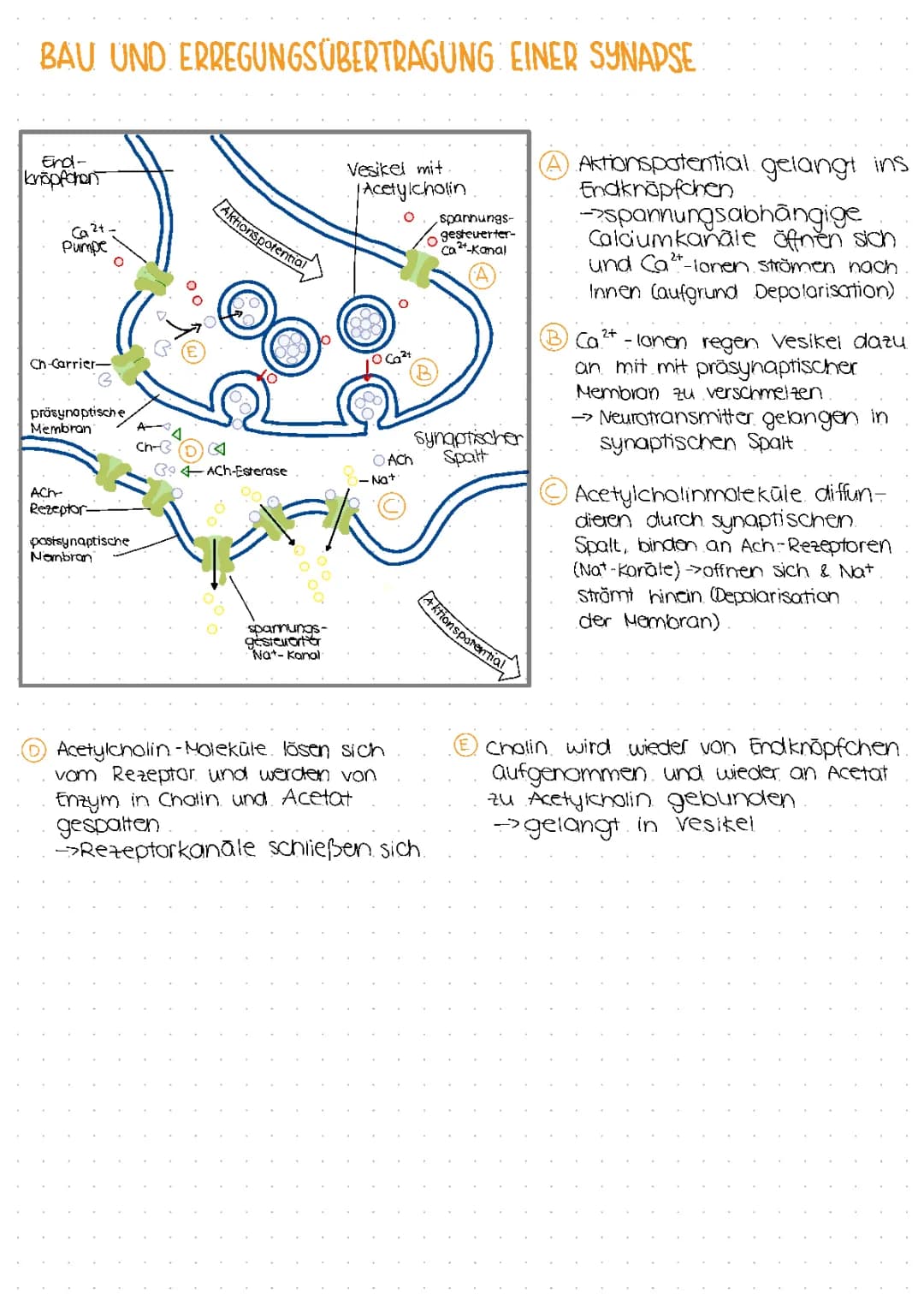 Bau und Erregungsübertragung einer Synapse und Synapsengifte