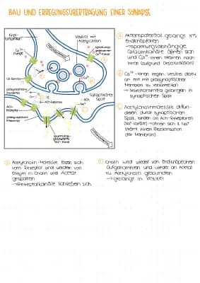 Know Bau und Erregungsübertragung einer Synapse und Synapsengifte thumbnail
