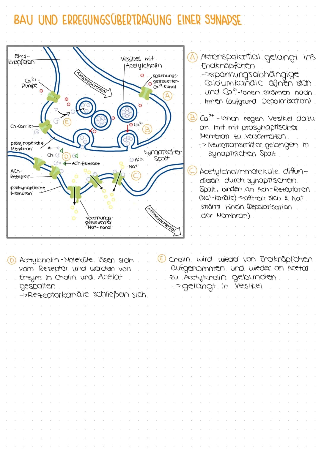 BAU UND ERREGUNGSÜBERTRAGUNG EINER SYNAPSE
End-
knöpfchen
Ca 2+.
Pumpe
Ch-Carrier-
präsynoptische
Membran
ACH-
Rezeptor-
pastsynaptische
Mem