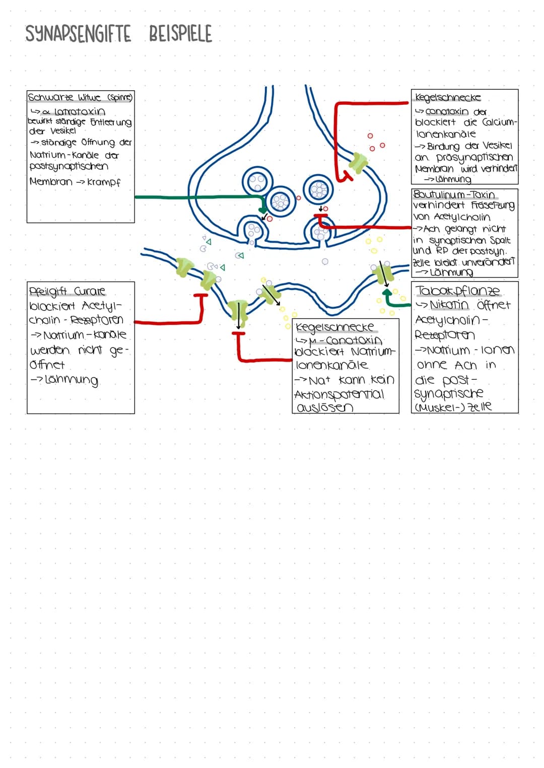 BAU UND ERREGUNGSÜBERTRAGUNG EINER SYNAPSE
End-
knöpfchen
Ca 2+.
Pumpe
Ch-Carrier-
präsynoptische
Membran
ACH-
Rezeptor-
pastsynaptische
Mem