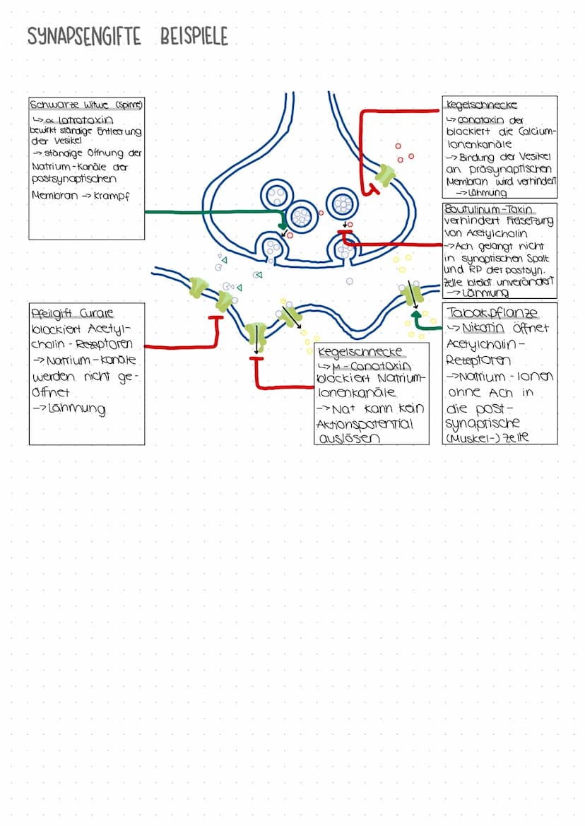 BAU UND ERREGUNGSÜBERTRAGUNG EINER SYNAPSE
End-
knöpfchen
Ca 2+.
Pumpe
Ch-Carrier-
präsynoptische
Membran
ACH-
Rezeptor-
pastsynaptische
Mem
