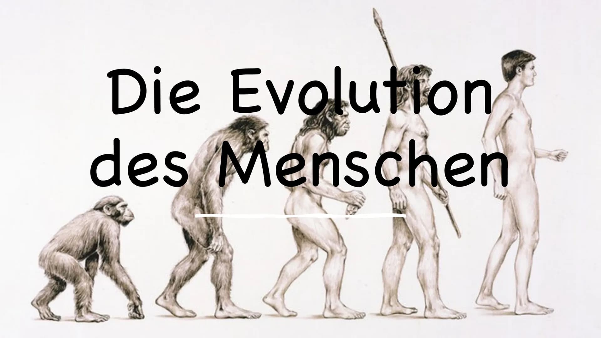 Die Evolution
des Menschen GLIEDERUNG
1.
2. Vertreter
Allgemeines
3. Ausbreitung
4. Rudimentären Organe
5. Der aufrechte Gang
DOE ●
1. ALLGE