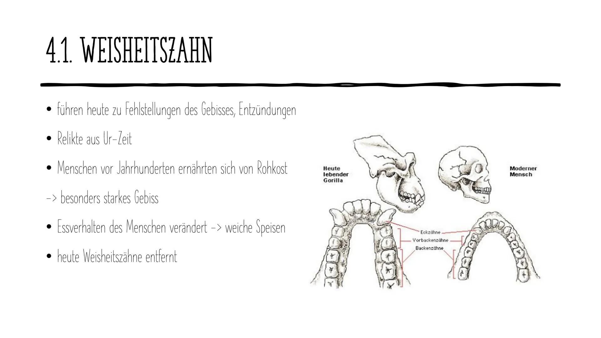 Die Evolution
des Menschen GLIEDERUNG
1.
2. Vertreter
Allgemeines
3. Ausbreitung
4. Rudimentären Organe
5. Der aufrechte Gang
DOE ●
1. ALLGE