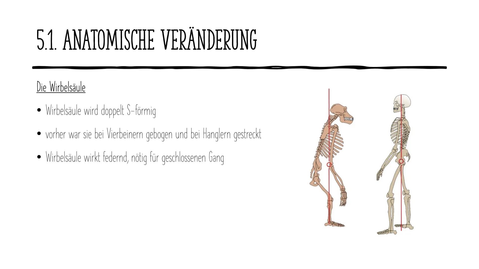 Die Evolution
des Menschen GLIEDERUNG
1.
2. Vertreter
Allgemeines
3. Ausbreitung
4. Rudimentären Organe
5. Der aufrechte Gang
DOE ●
1. ALLGE